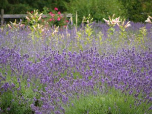 Lavender Plants in Sequim