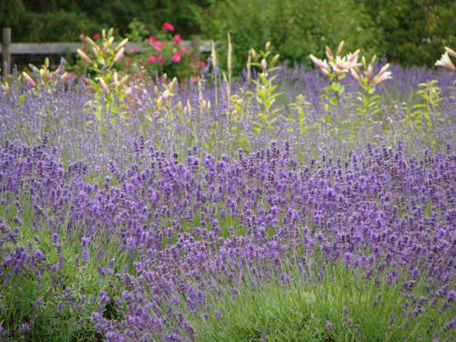 Lavender Sequim Washington