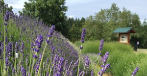 Sequim Lavender Plants